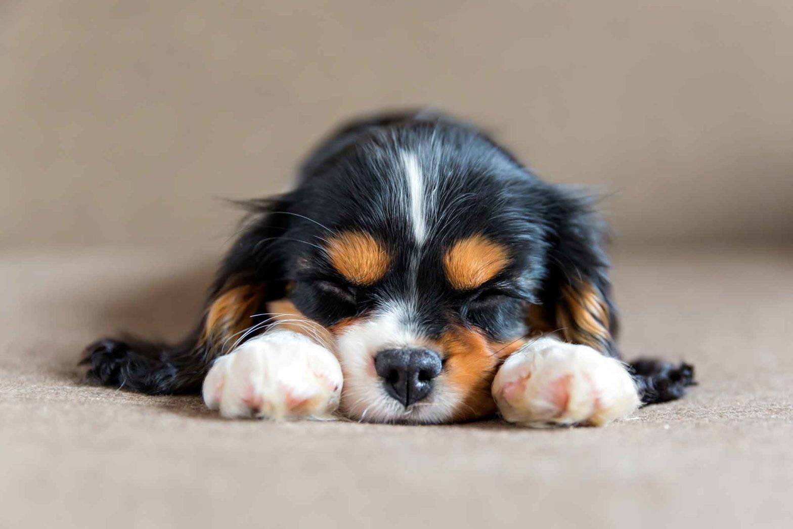 Cavalier puppy sleeping with head on paws