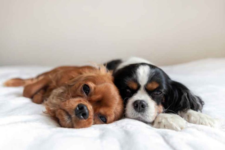 Why do Cavaliers sleep on your head? - Spaniel Advice