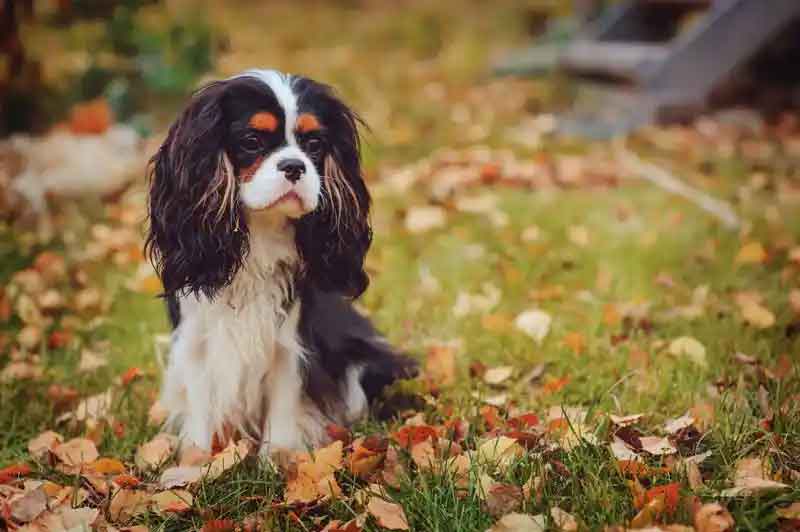are king charles spaniel the most intelligent dogs