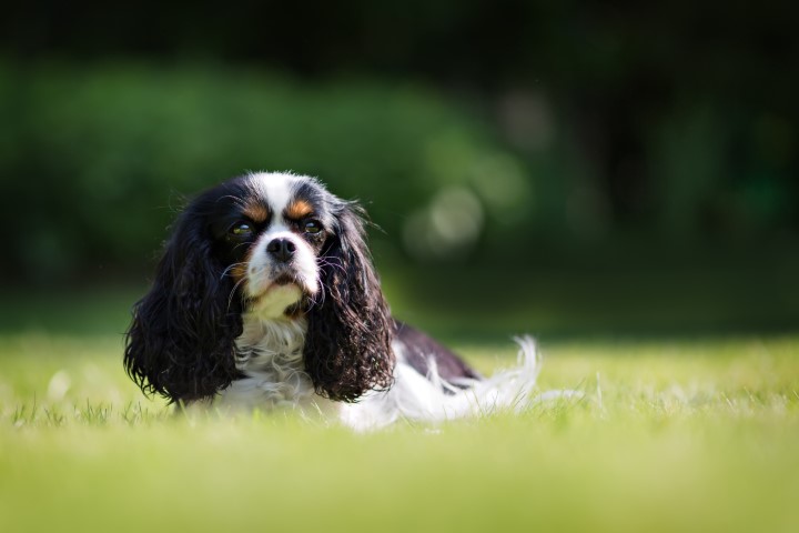 Why Is My Cavalier King Charles Spaniel So Big? - Spaniel Advice