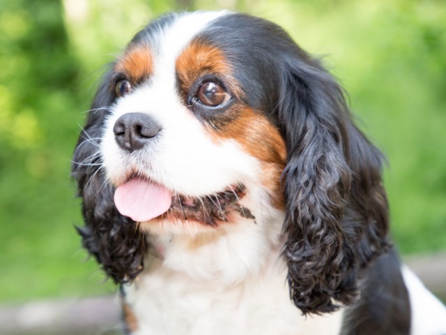 How to Potty Train a Cavalier King Charles Spaniel: Tips and Advice