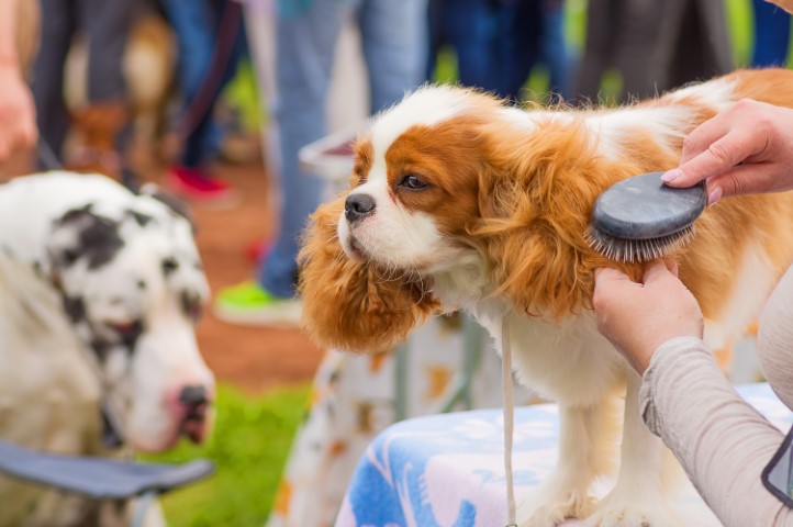Best Brush for Cavalier King Charles Spaniel: Your Dog Deserves Royal Treatment
