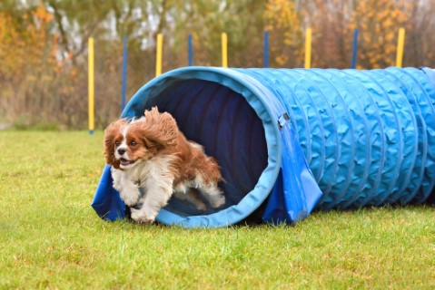 cavalier jumping through training tube