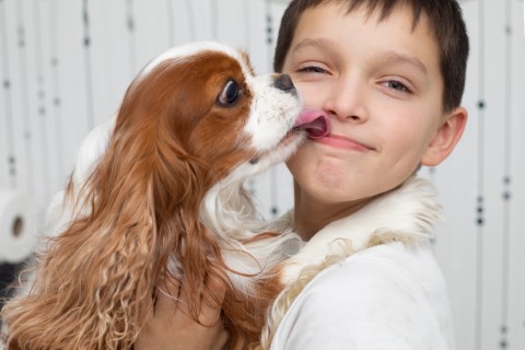 cavalier licking boys face