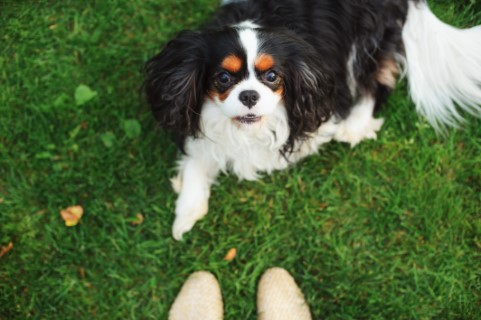 cavalier sitting at owners feet training