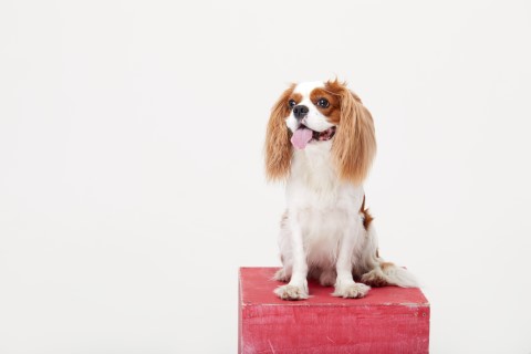 cavalier sitting on training