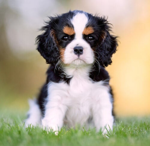 cavalier king charles spaniel items