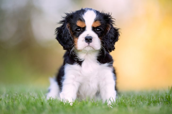 cavalier king charles spaniel breeders canada