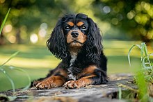 blenheim cavalier king charles spaniel