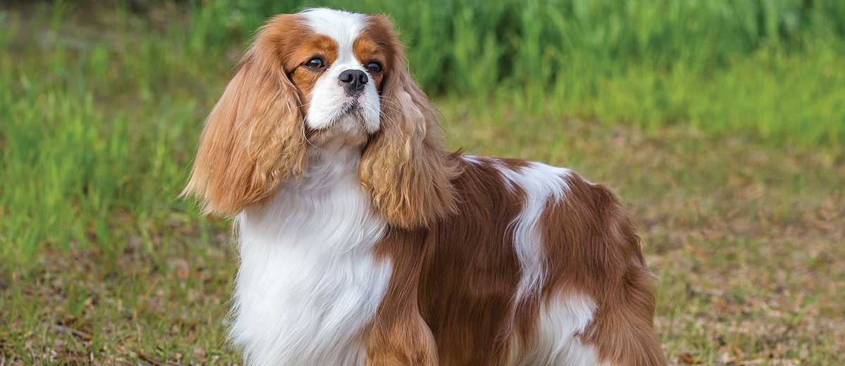 cavalier king charles spaniel ornaments