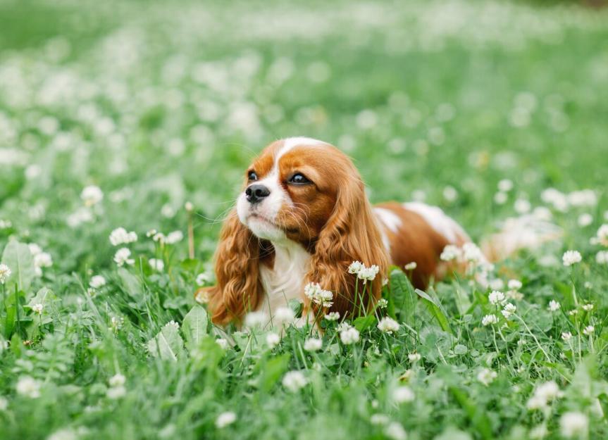 cavalier king charles spaniel size