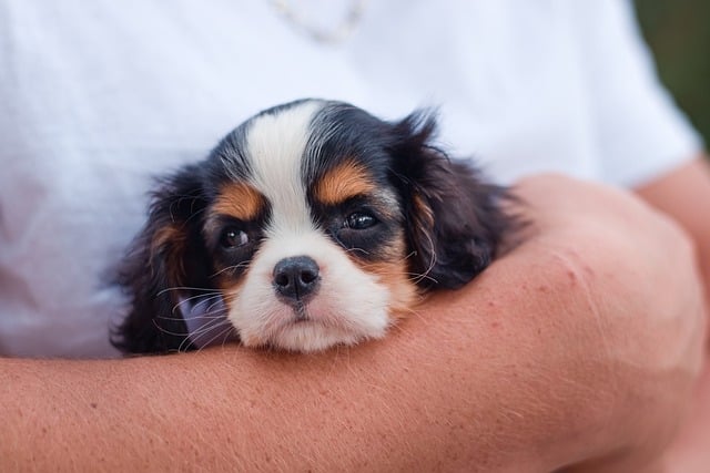 cavalier king charles spaniel size and weight