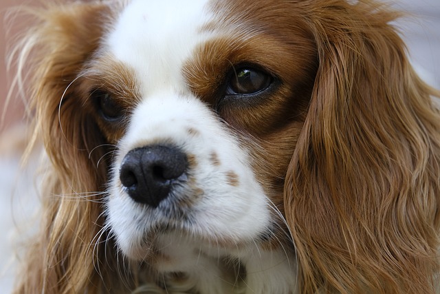 cavalier king charles spaniel puppies uk