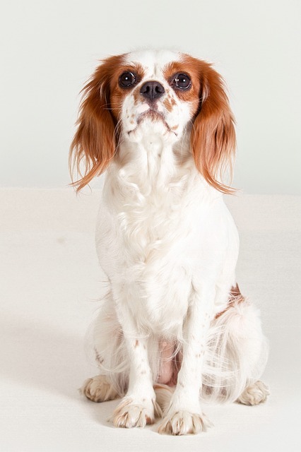 cavalier king charles spaniel for sale oregon