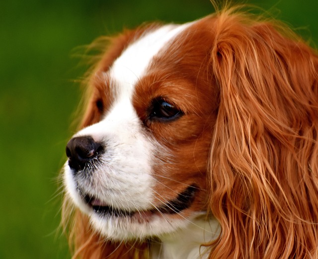 cavalier king charles spaniel for sale near me